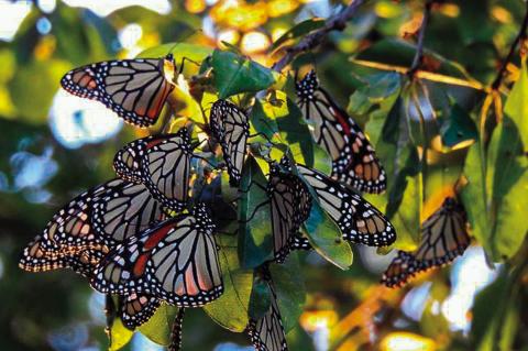 Monarch roost in September 2020 in Oklahoma. (Photo by Holly Lackey White)
