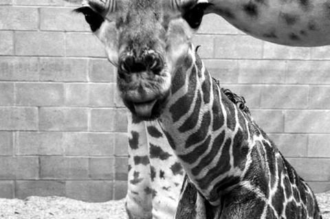 OKC Zoo Announces Birth of Endangered Giraffe Calf