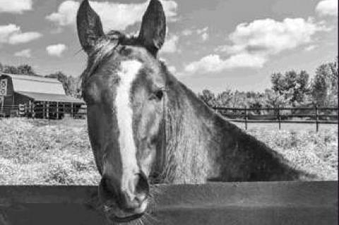 Article Image Alt Text