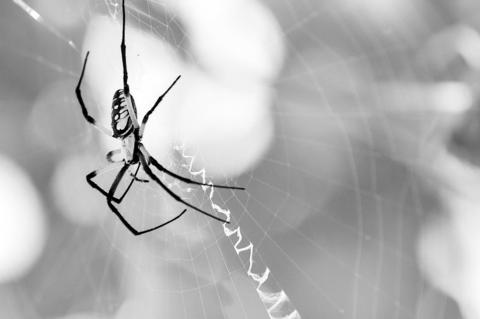 Creepy Crawlies: Spiders Are Scary But Avoidable