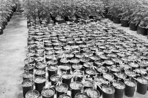 Seminole County Helps With OBN Raid in Earlsboro