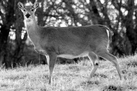 Second Sick Deer Found in Oklahoma