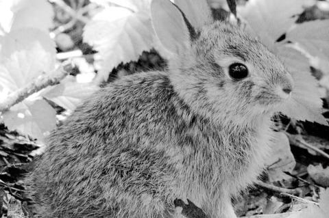 Oklahoma Wildlife Wonders: Eastern Cottontails
