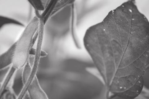 Insect Control Key to Successful Double-crop Soybean Management