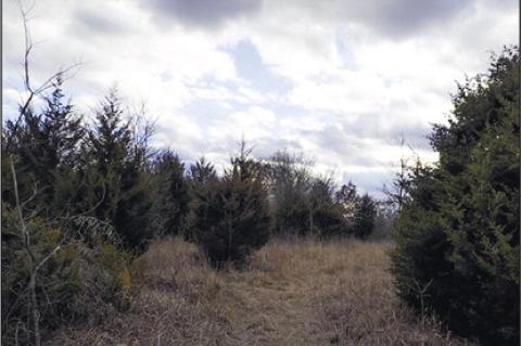 Two Bills Take Aim at Invasive Cedars; Lawmakers Urge Agency to Take Action