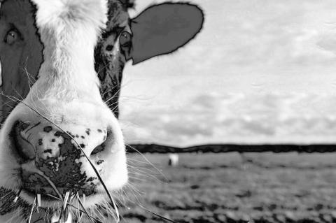 Wheat Grazing Draws to a Close With First Hollow Stem