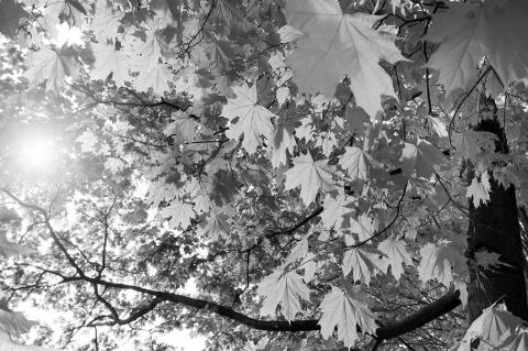 OSU Agriculture Tapping Into The Potential Sweetness of Oklahoma