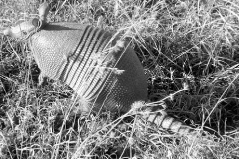 Tips For Managing Nuisance Armadillo