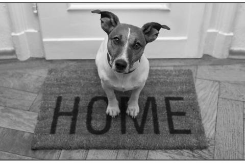 Article Image Alt Text