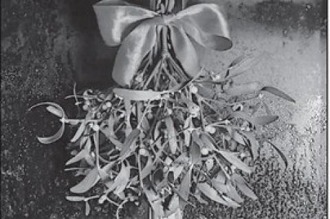 Mistletoe: History and Christmas Tradition