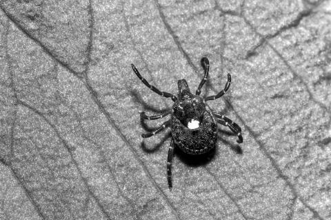 Don’t Skip The Bug Spray: Alpha-Gal Cases Are Climbing