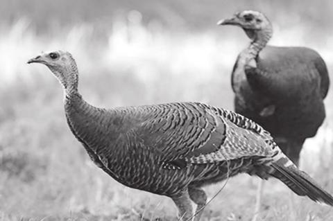 Wild Turkey Population Dynamics, Brood Survival Report