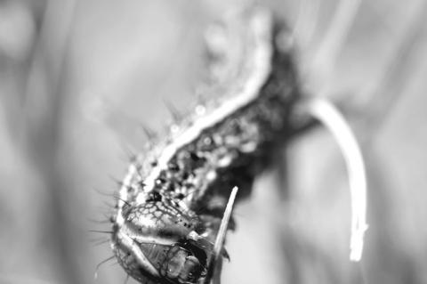 Fall armyworm activity has increased across the state of Oklahoma, with the potential to cause major economic damage. (Photo by Mitchell Alcala, OSU Agriculture).