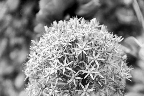 Bold And Beautiful Alliums For Every Garden