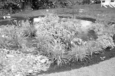 How You Can Design a Rain Garden