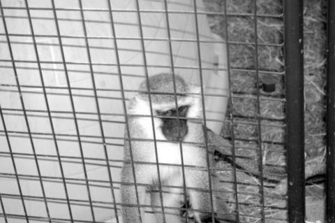 Article Image Alt Text