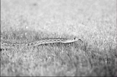 Article Image Alt Text