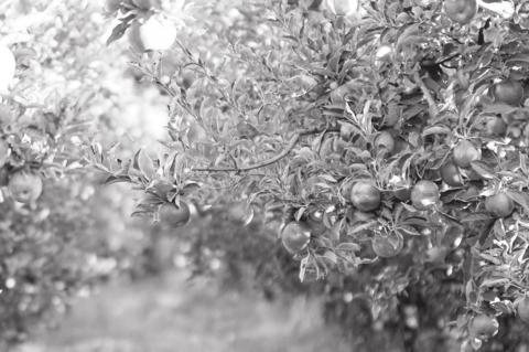 Weed Control in Pecans, Apples And Peaches
