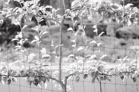 Vertical Gardening Makes Most of Limited Ground Space