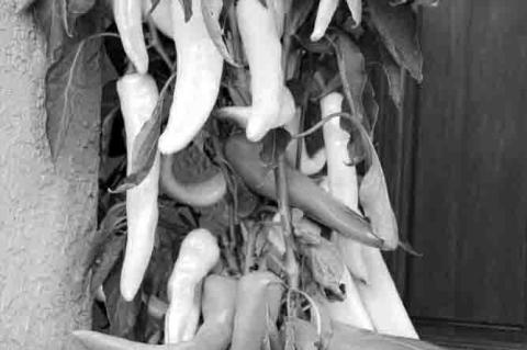 Planting, Growing & Harvesting Bell Peppers