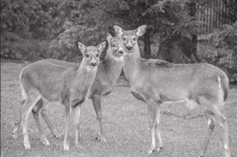 Article Image Alt Text