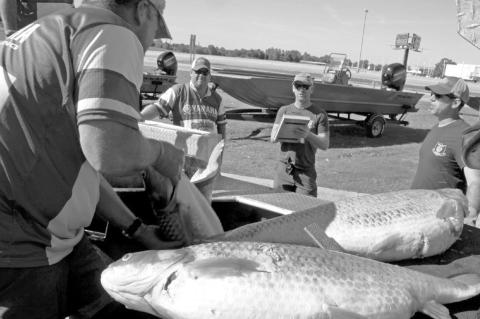 Wildlife Department, Bowfishers Face Off Over ‘Trash Fish’ Limits