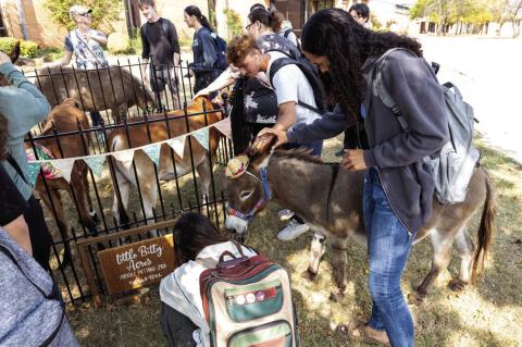 Donkeys, Baby Goats And More Invade College Campus