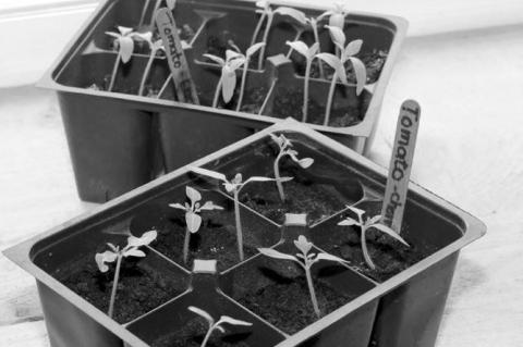 Starting Seeds Indoors Offers Many Benefits