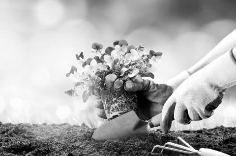 Tips And Tricks For Beginning Gardeners