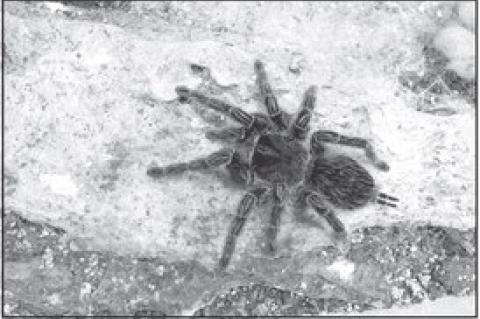Male Tarantulas on The Prowl This Fall