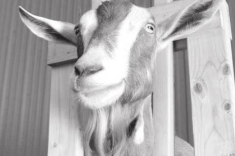 Learn Self-Sufficiency with a Dairy Goat