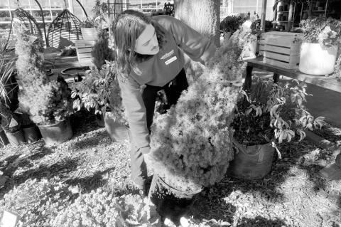 Living Evergreens, Hollies a Choice For Christmas Year-Round