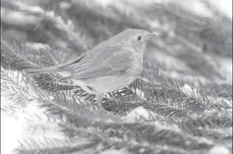 Article Image Alt Text