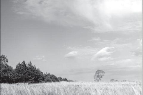 The “Dirty Dozen”which technically encompasses13-invasive plant species ubiquitous across the state, can pose several dangers to rangeland in Oklahoma. (Photo by Mitchell Alcala, OSU Agriculture)