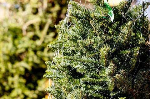 Oh Christmas Tree, Oh Christmas Tree, How Lovely Are Thy… Insects?