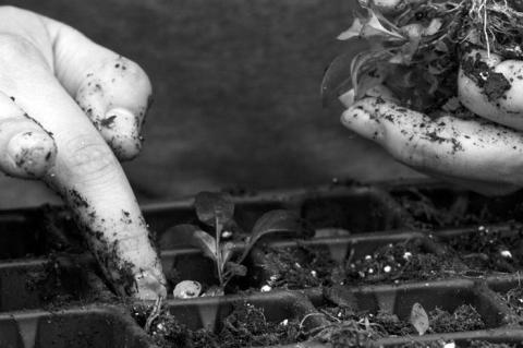 No Wrong Season For Planting Native Wildflowers