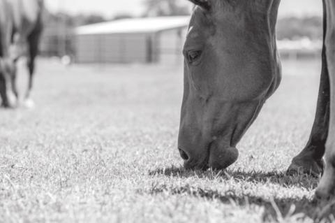 Horse Owners: Mind The Mud And Rich Pastures of Springtime