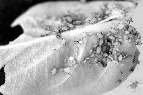 Popular Pollinator Plant Isn’t Just For Monarchs