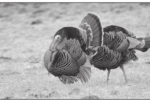 Commission Alters Turkey Hunting Bag Limit