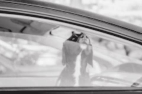 Keeping Pets Safe In The Summer Heat