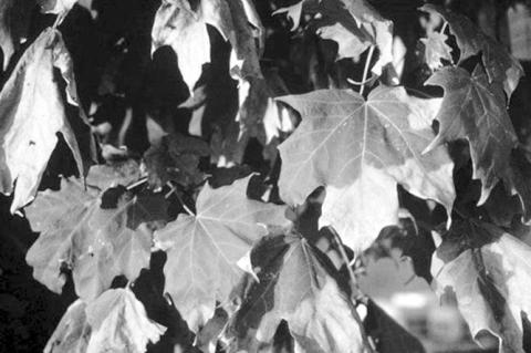 Heat And Drought-Stressed Trees Susceptible to Disease