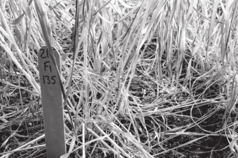 Oklahoma State Recommendations for Checking Potential Freeze Damage in Wheat