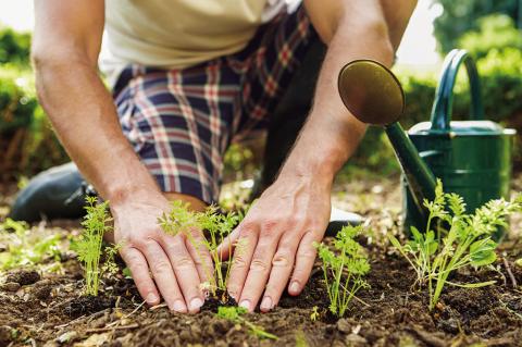 Spring Planting Pointers For This Upcoming Season
