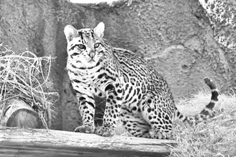 Zoo’s Animal Family Grows With Arrival Of Ocelot