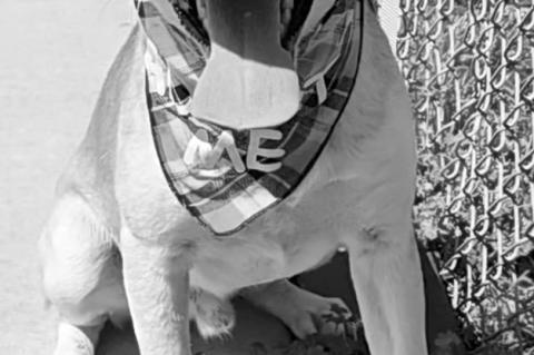 Seminole City Council Terminates Agreement With Humane Society