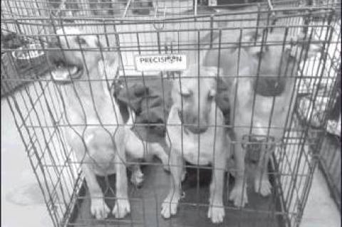 Article Image Alt Text