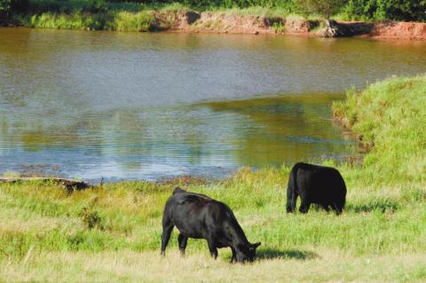 Keep an Eye Out For Algae Overgrowth in Ponds This Summer