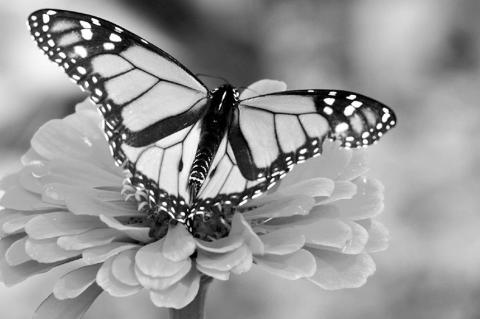 Companion Planting Flowers, Veggies Can Help Boost Pollination