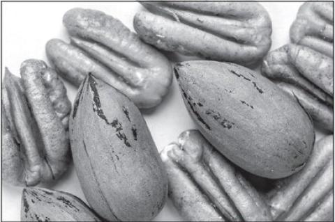Pecan Conference And Trade Show Slated For June 1-3