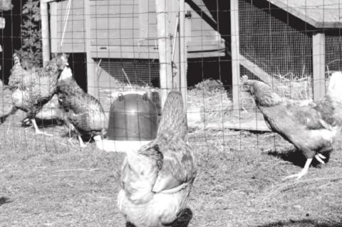 Are Backyard Birds Right for You?